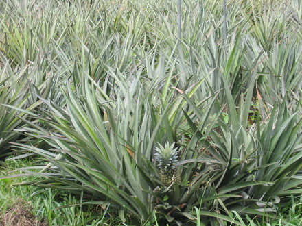Pineapples