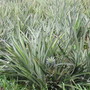 Picture_068