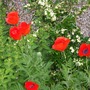 Poppies