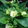 Primula__buttermilk_