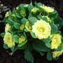 Primula__butter_yellow_