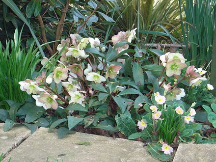 Helleborus x ericsmithii in full flower (Helleborus x ericsmithii)