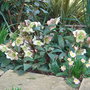 Helleborus_x_ericsmithii_2