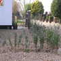privett hedge