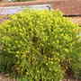 south african shrub