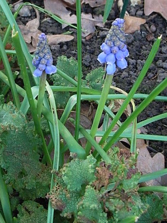Muscari (Muscari)