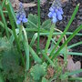 Muscari_1