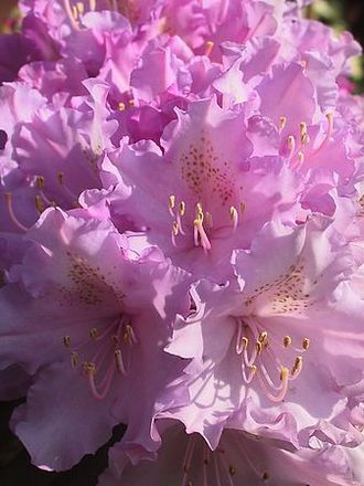 Pink Rhododendron ~ My Garden