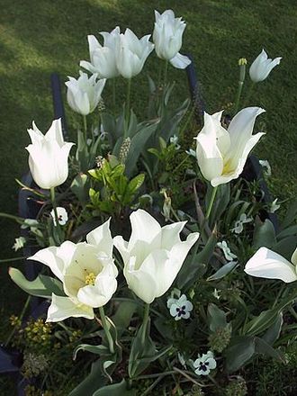 White Tulips in wheel barrow (Tulip)