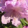 Pink Rhododendron ~ Macro :-)