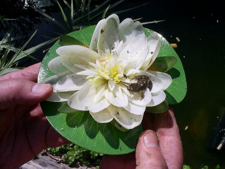 A garden flower photo