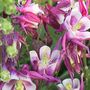 Grannys Bonnet ~ AQUILEGIAS (AQUILEGIAS)