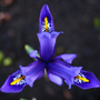 Blue Iris ~ Macro