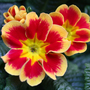 Red and Yellow Primrose ~ February 2008