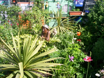 A garden flower photo