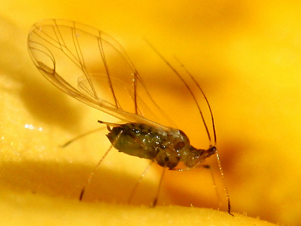 Aphid on yellow Primrose ~ Can you ID please ?