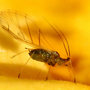 Aphid on yellow Primrose ~ Can you ID please ?
