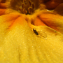 Aphid and Greenfly on yellow Primrose ~ Can you ID please ?