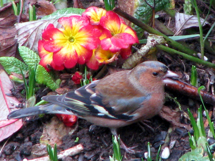 Primrose and Chaffinch ~ February 2008
