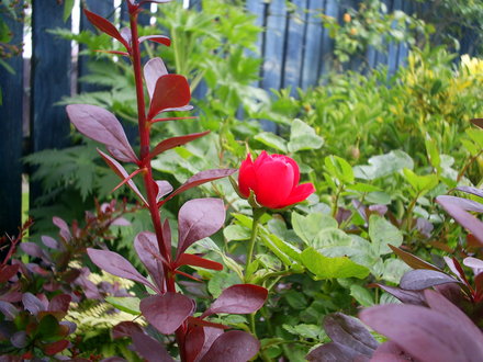 A garden flower photo