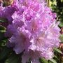 Img_8043_std