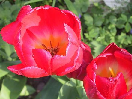 Red Tulip ~ Macro  (Tulip)