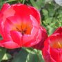 Img_8250_std