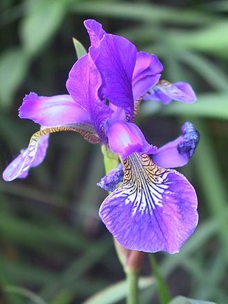 Iris ~ macro (Iris)