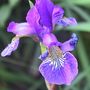 Iris ~ macro (Iris)