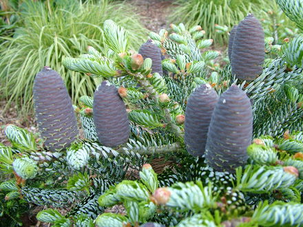 Abies koreana 'Silberlocke' (Abies koreana)