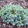 Picea pungens 'Gloria' (common name; Colorado spruce)