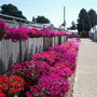 more_petunias.jpg