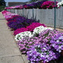 petunia_display.jpg