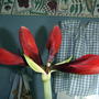 2008-02-15_4_headed_amyrillus