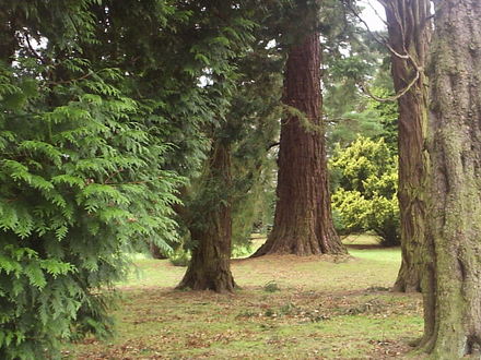 The Arboretum, Camperdown Country Park, Dundee.