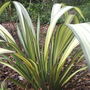 Phormium_cream