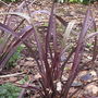 Phormium_dark