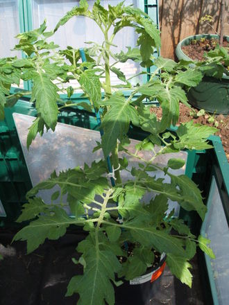Tomato - Black Cherry (Lycopersicon esculentum)