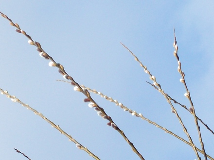 BUDS BURSTING...
