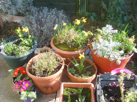 A garden flower photo