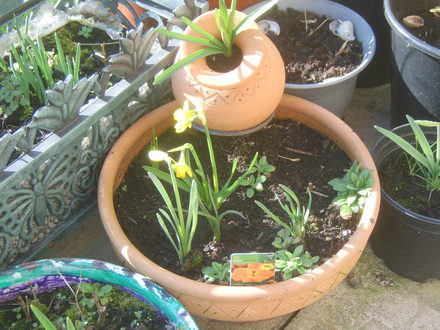 A garden flower photo