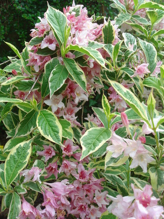 Weigela Variegata close-up (Weigela florida)
