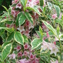 Weigela florida