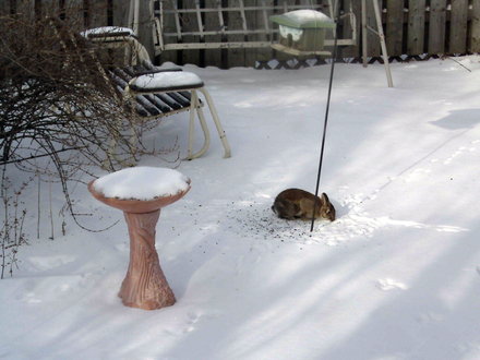 An early morning visitor today!