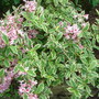Weigela Variegata  (Weigela florida)