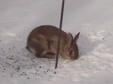 One of the wild cottontail rabbits