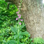 Dsc00129