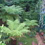 Tree Fern's (Dicksonia antarctica (Soft tree fern))