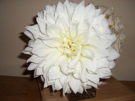 My huge Dahlia.