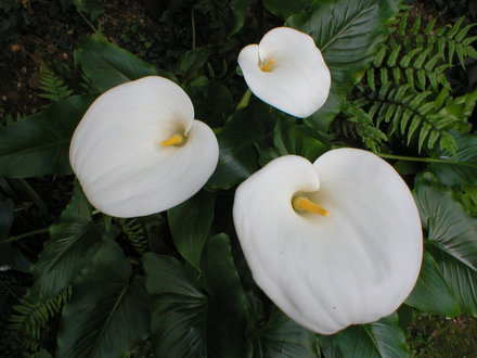 Arum Lily (Zantedeschia aethiopica (Arum lily))